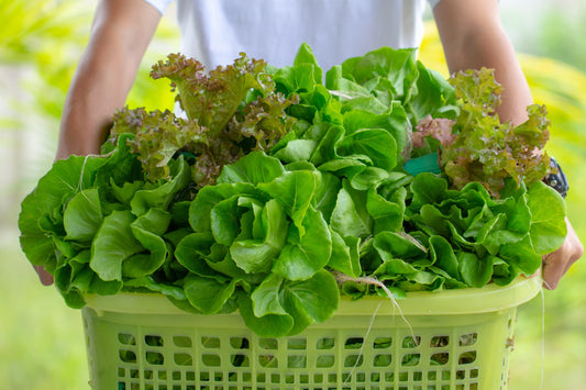 Top Picks for Beginners: Ideal Plants to Launch Your Hydroponic Gardening Journey