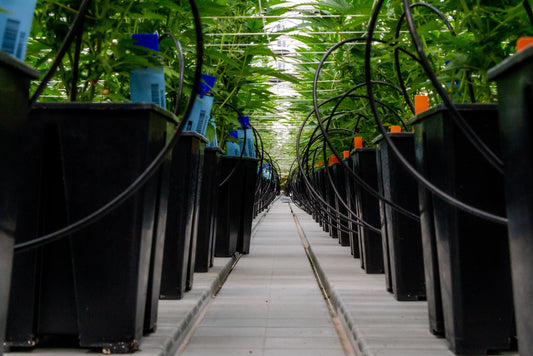 Mastering Irrigation and Nutrient Systems with Reiziger
