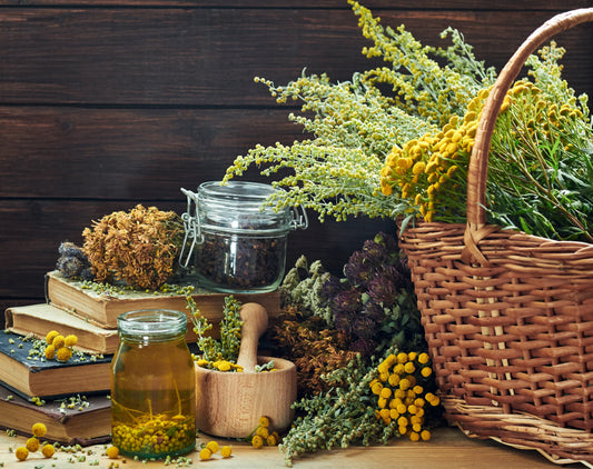 Grow Your Own Pharmacy: 15 Medicinal Herbs Perfect for Hydroponic Cultivation
