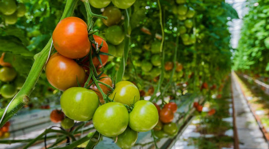 How Hydroponic Farms Benefit the Environment and Humanity