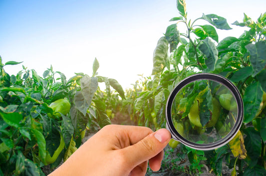 Six Proven Strategies for Controlling Pests Naturally in Hydroponics
