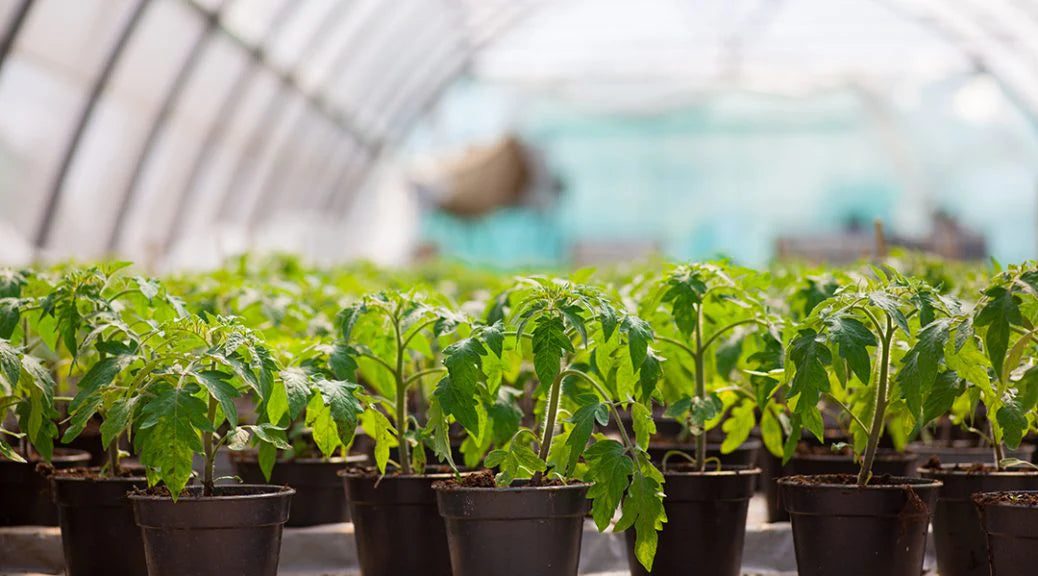 Perfecting Your Craft: How to Keep Your Cannabis Plants Healthy | Reiziger