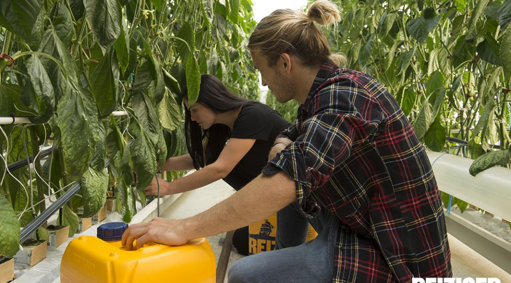 Starting Your Own Hydroponic Garden